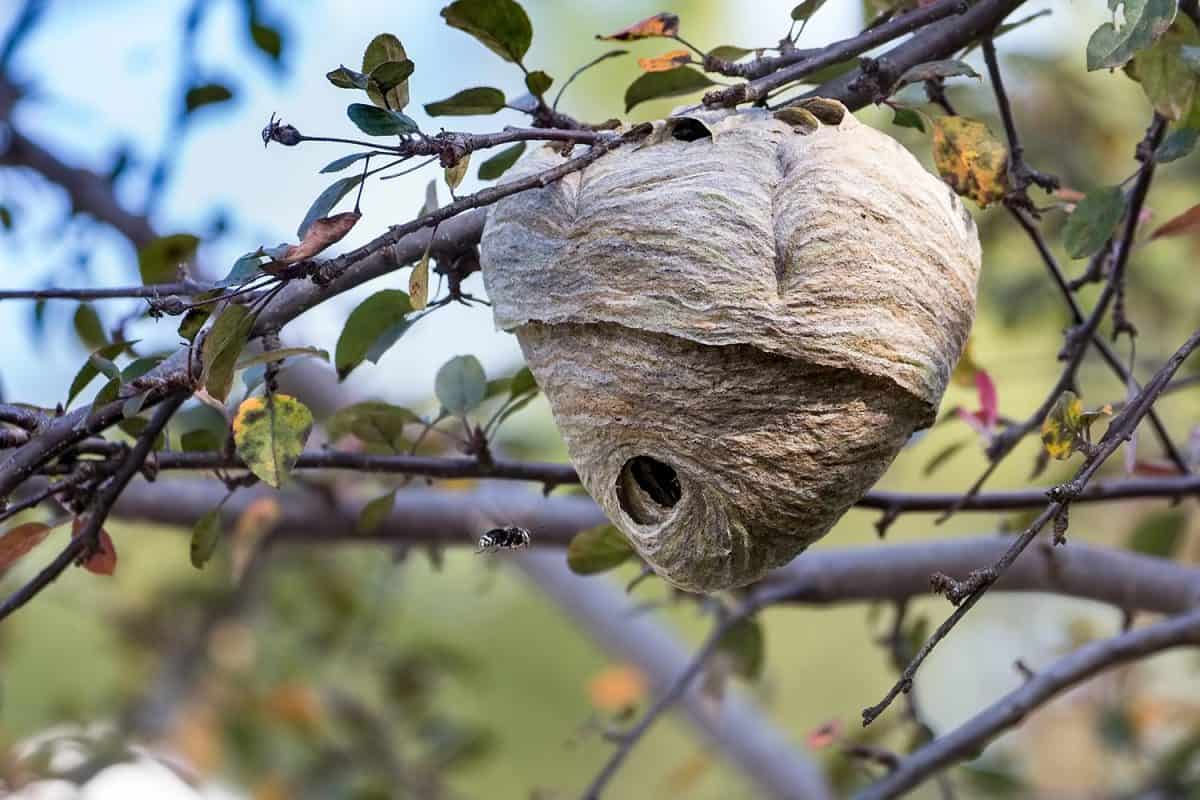 A bald faced hornet nest attached to a tree