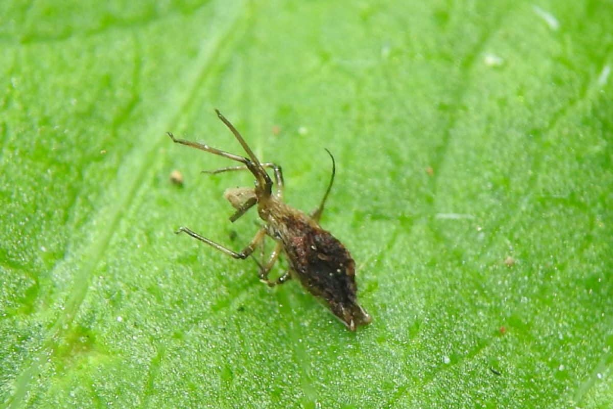 A springtail insect on a leaf