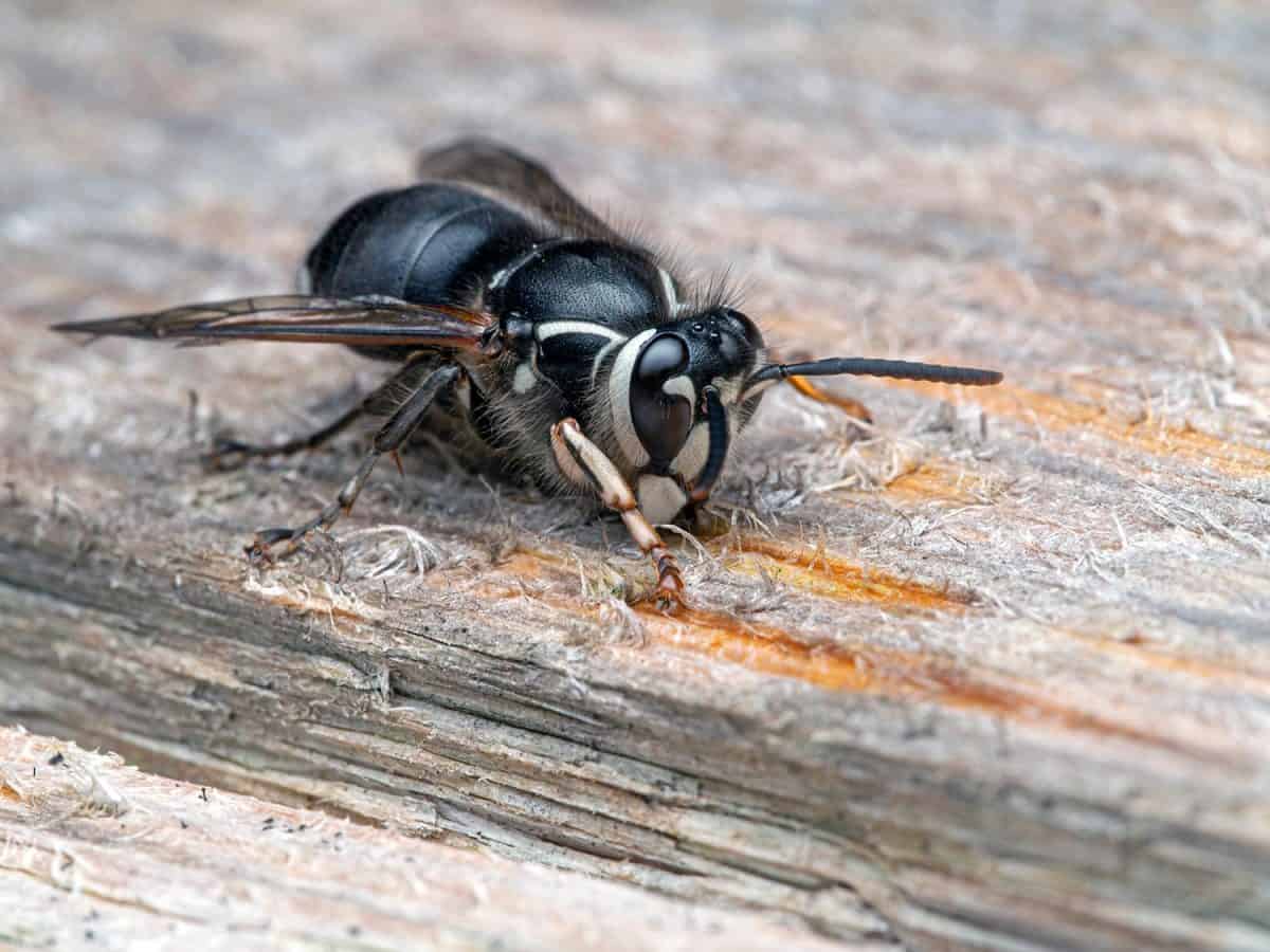 Bald faced hornet chewing old wood for nest building