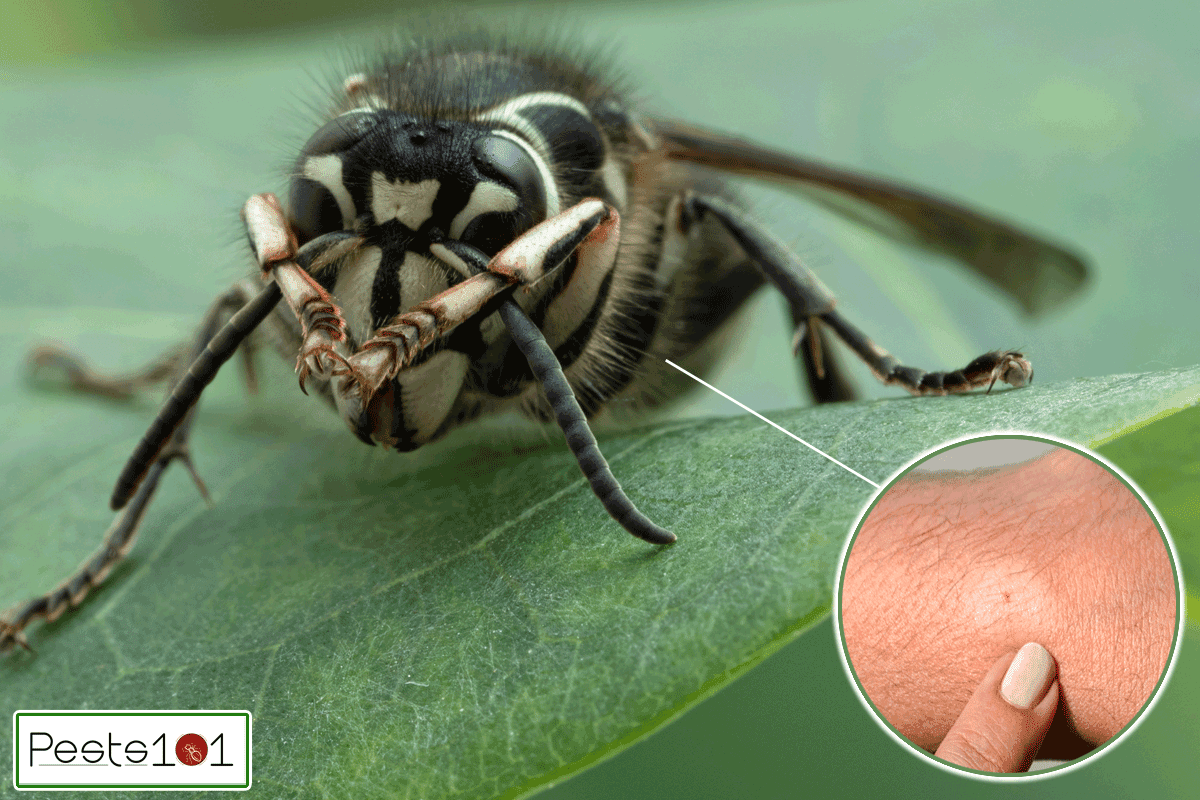 A bald faced hornet cleaning its antennae, Can Bald Faced Hornets Sting More Than Once?