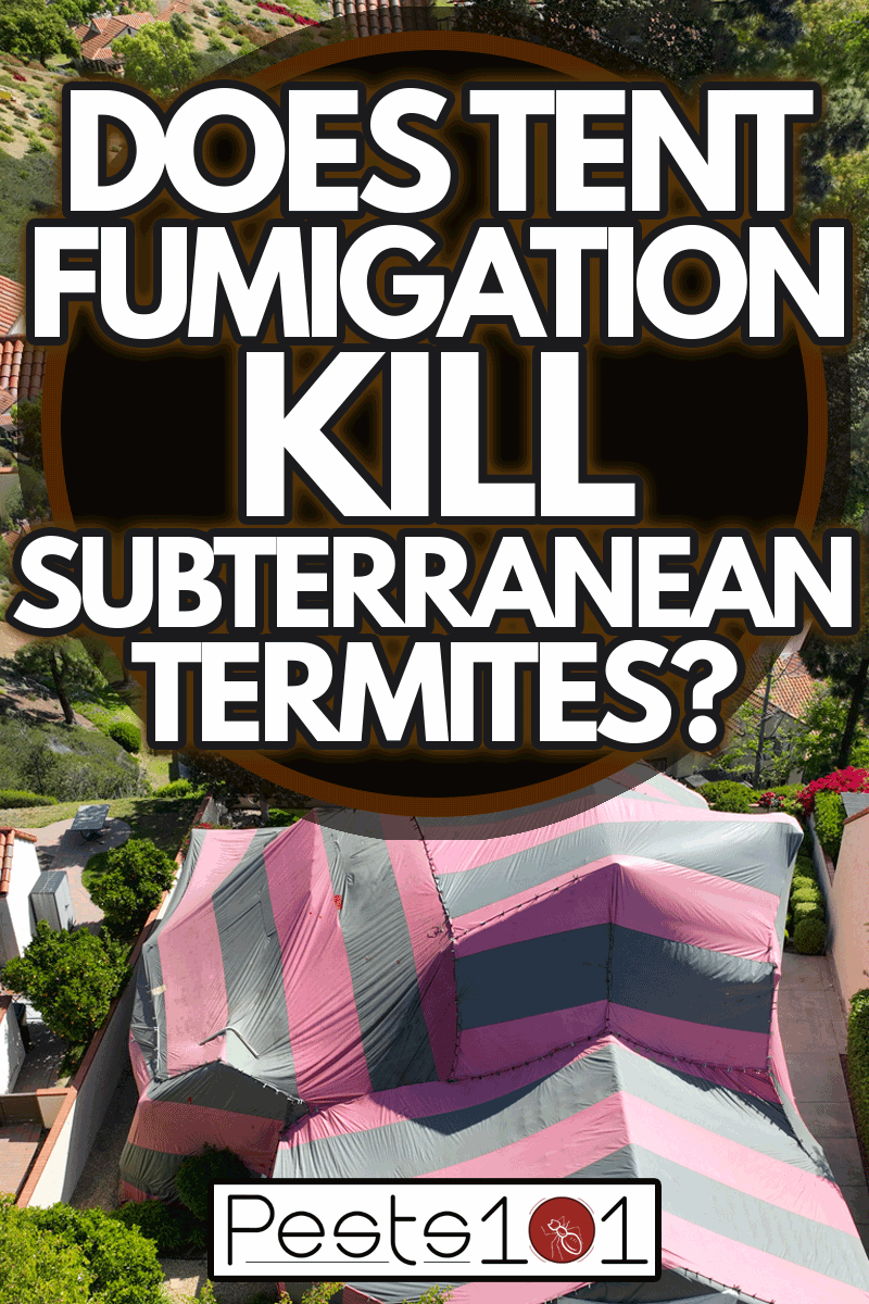 Covered villa with a red and gray tent while being fumigated for termites, Does Tent Fumigation Kill Subterranean Termites?
