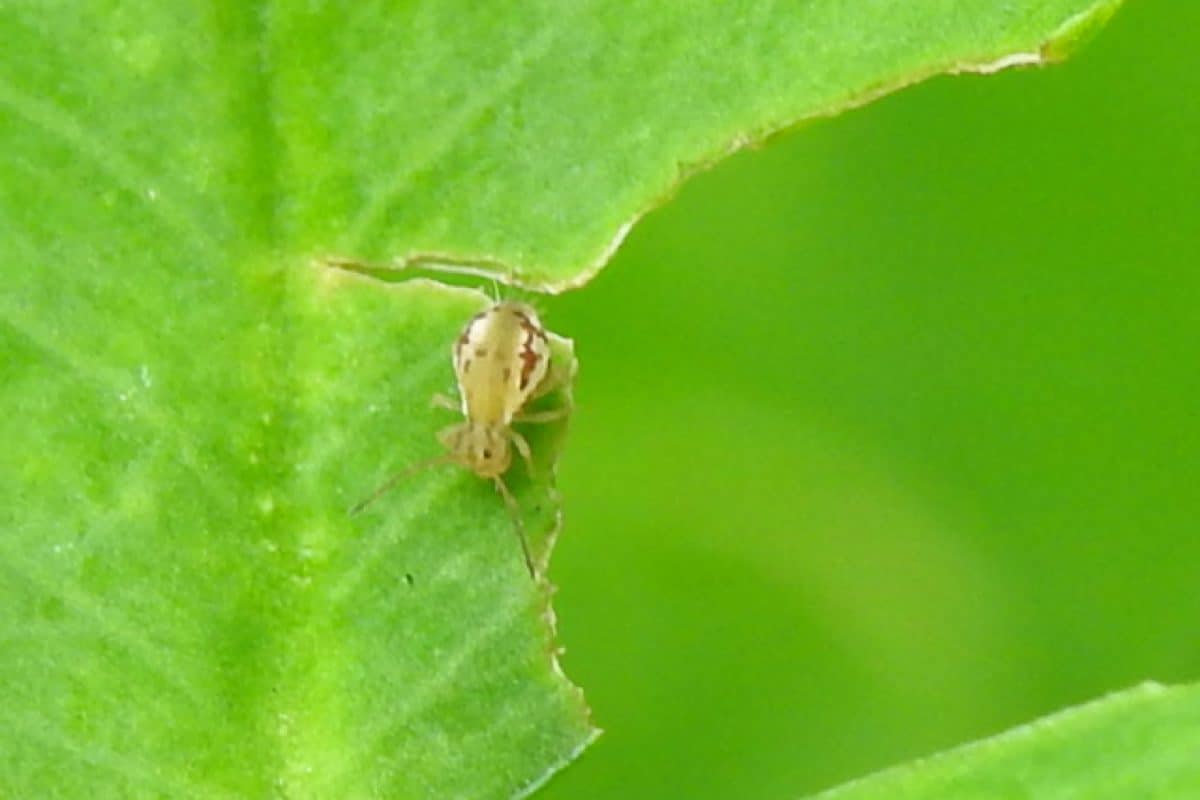 Springtail insect on a leaf