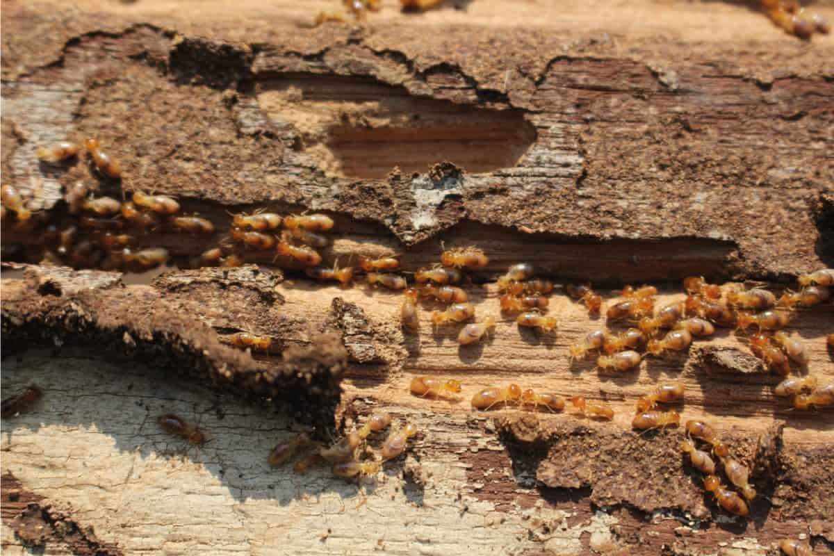 Termites are eating the wood of the house. They destroy houses, wooden parts and destroy wood products