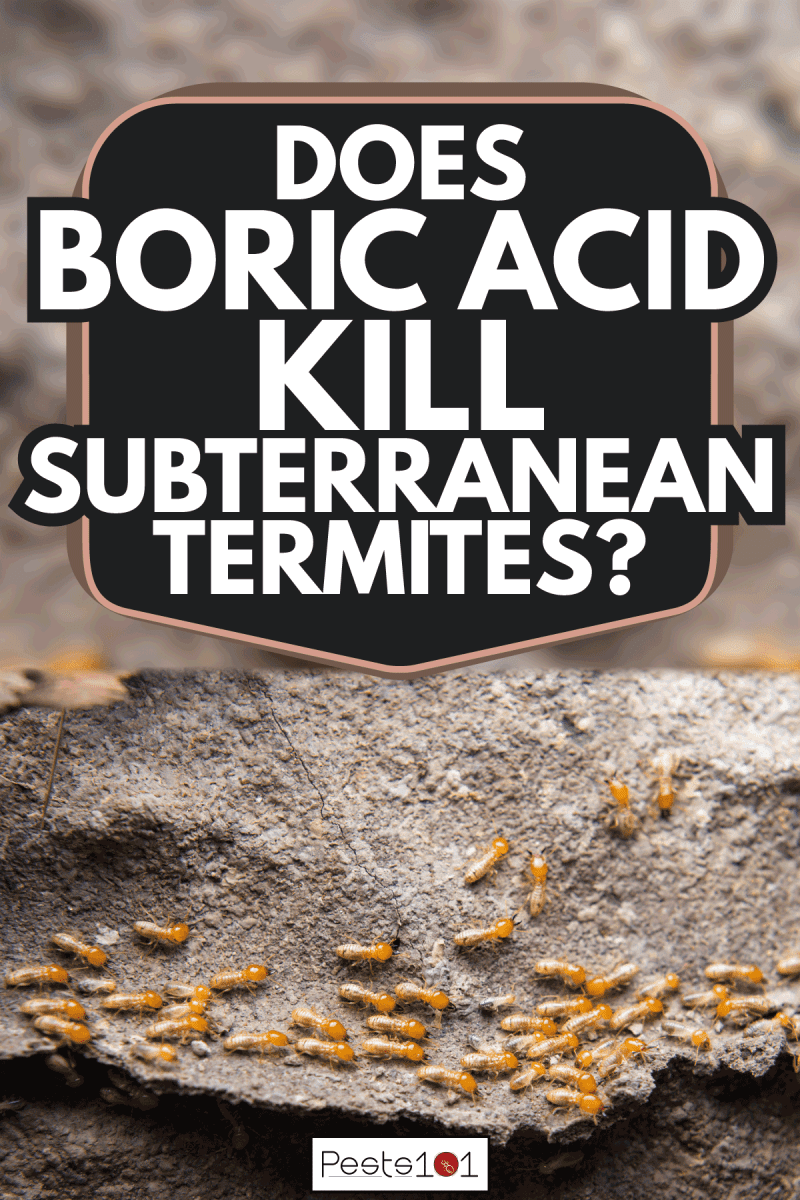 Worker and nasute termites on decomposing wood. Does Boric Acid Kill Subterranean Termites