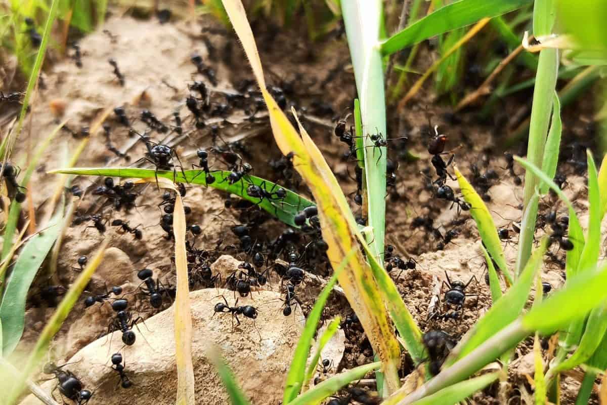 A Black Garden Ant nest built in farmland in spring.