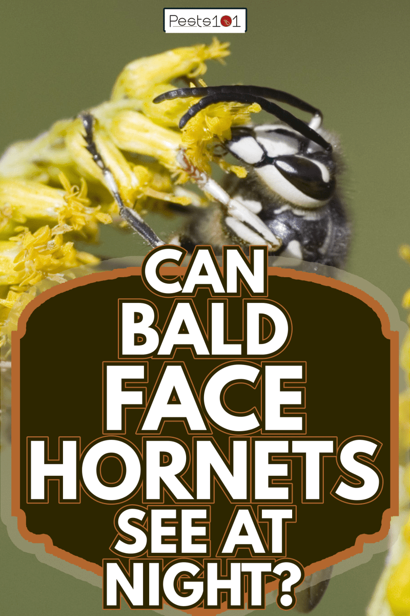 A bald-faced Hornet perched on a flower - Can Bald Faced Hornets See At Night