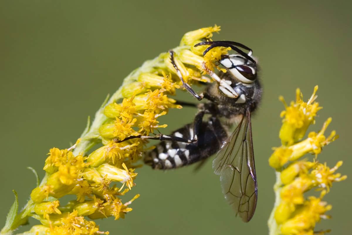 A bald faced Hornet perched on a flower