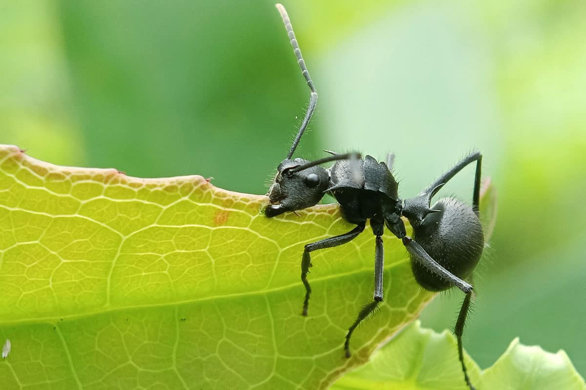 A big black ant eating leaf