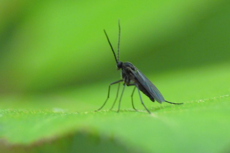 A big black fungus Gnat photographed lying on a leaf, Can Fungus Gnats Fly? [And How Far]