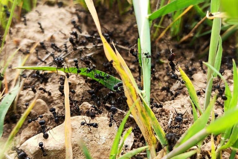 Black ant nest built in farmland, How Long Do Black Ants Live?