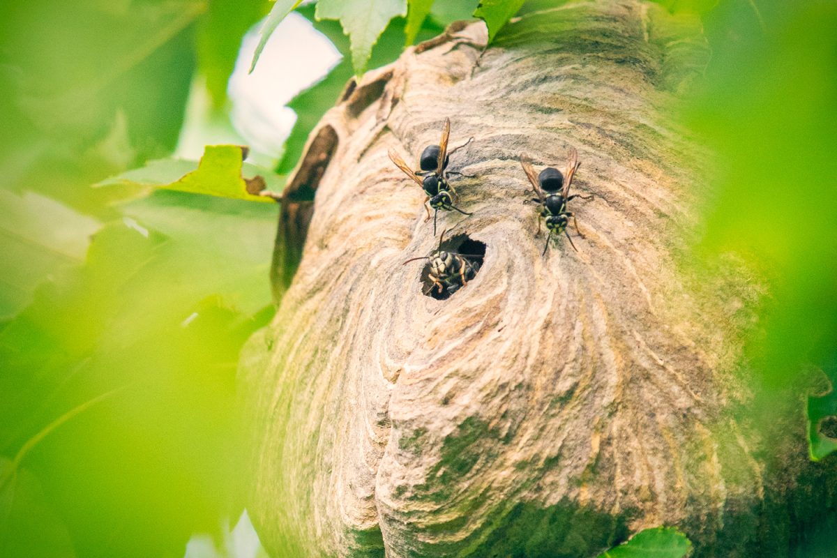A close up of a hornet's nest in a tree with three visible hornets.

