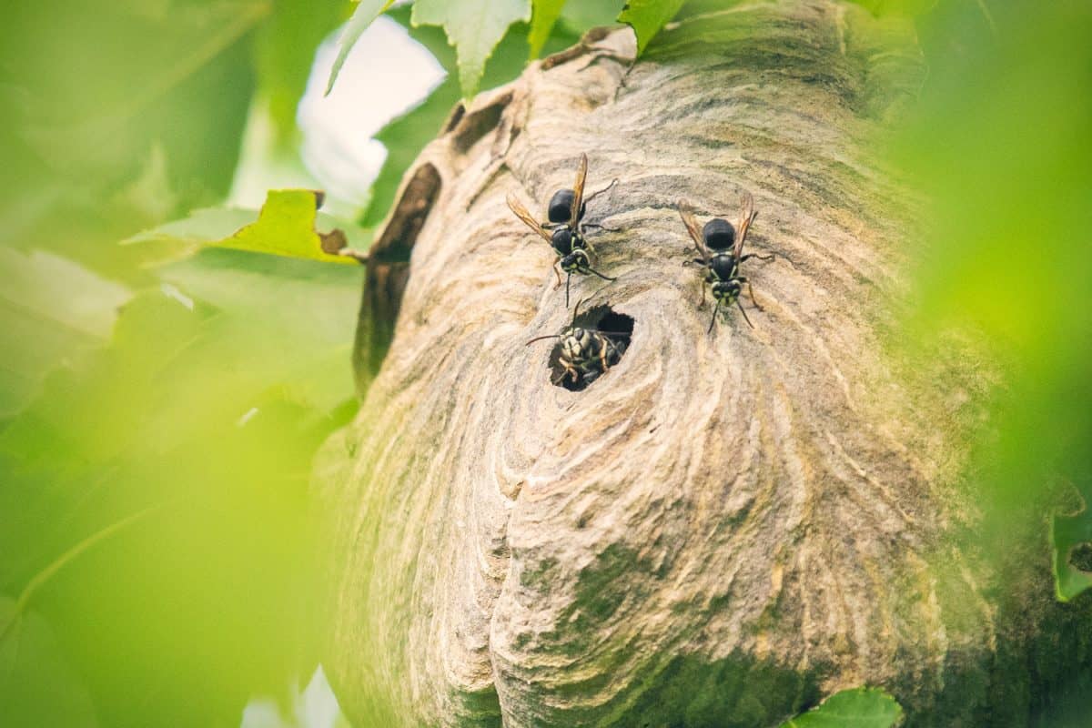 A close up of a hornet's nest in a tree with three visible hornets.

