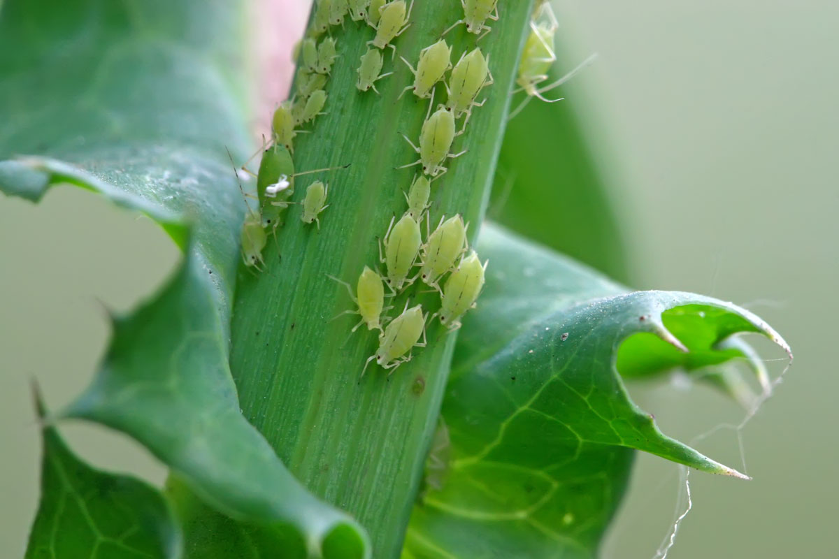 A colony of Aphids gathering on a stem