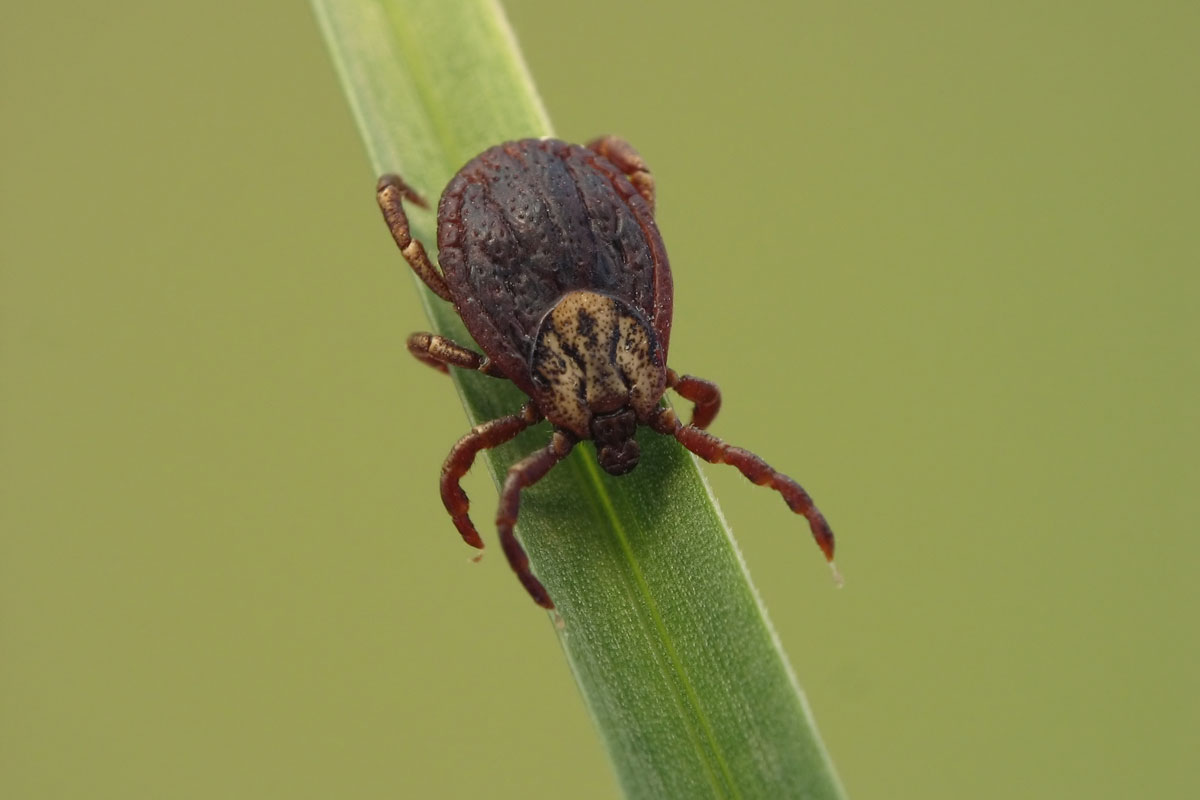 A deer tick lying on a leaf photographed up close