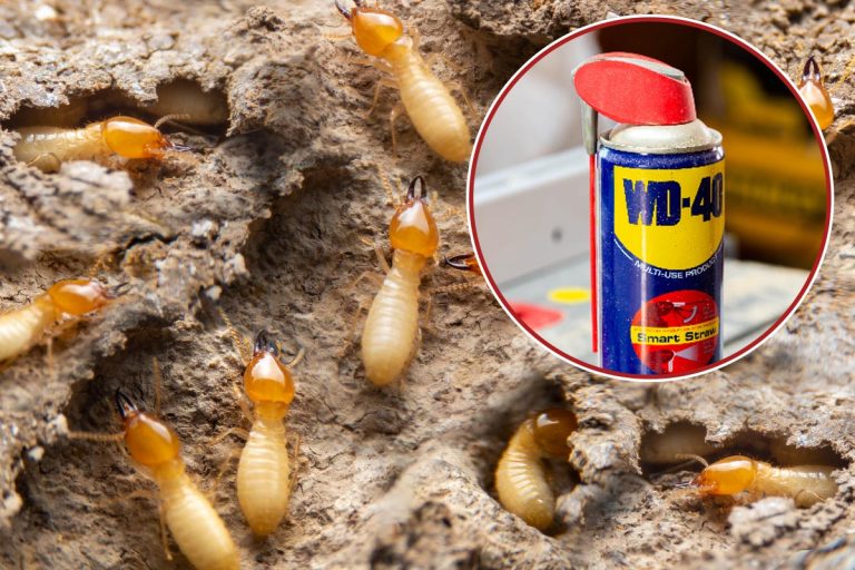 Group of the small termite on decaying timber, Does WD40 Kill Termites?