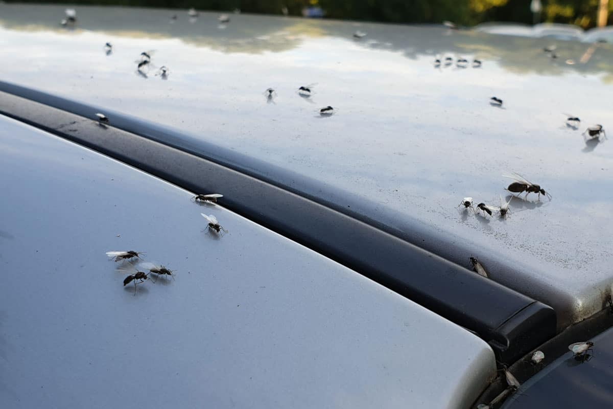 A horde of ants on top of a car