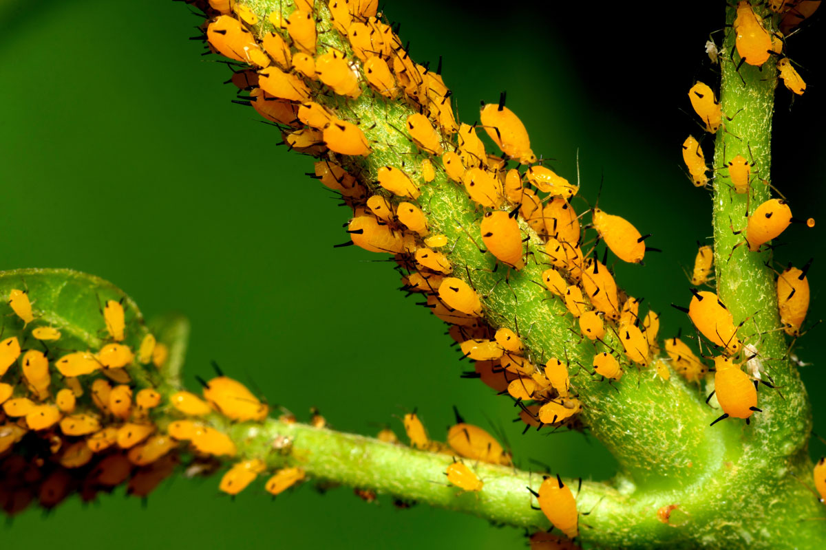 A huge colony of orange aphids