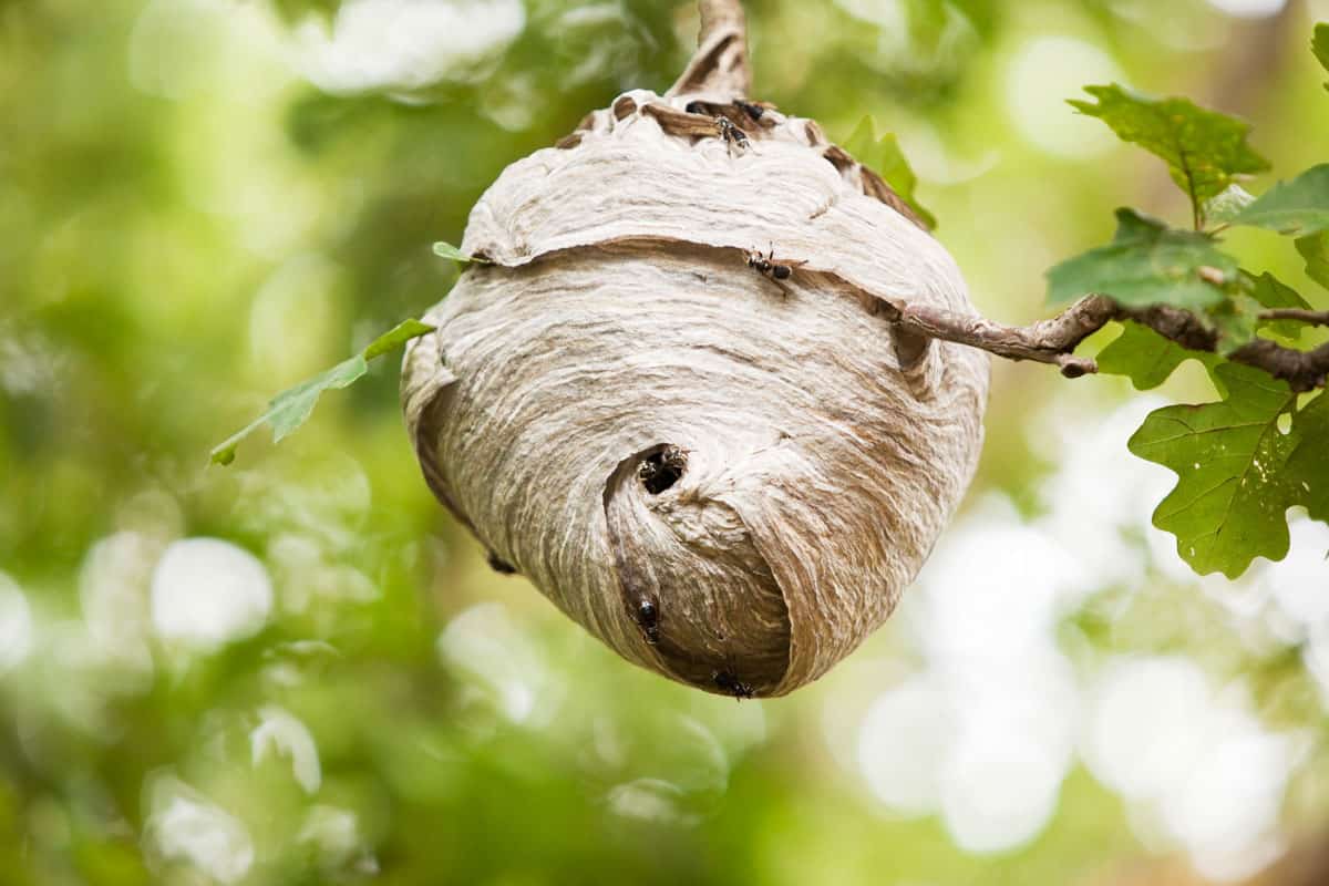 A large Paper Wasp (Bald Faced Hornet) nest in an oak tree