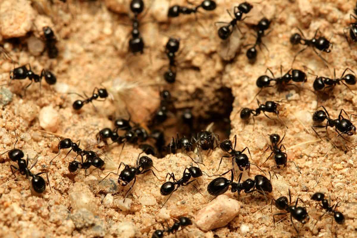 A macro shot of black ants working together.
