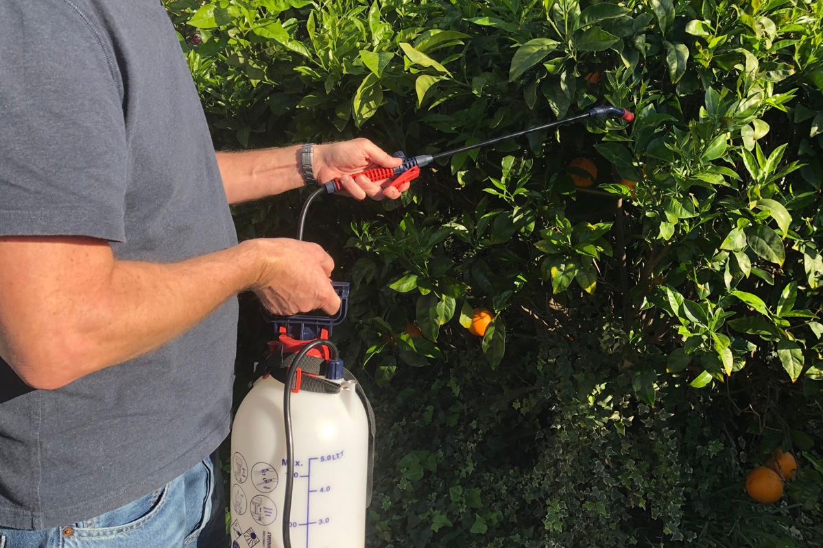 A man spraying an orange tree in his garden using Neem Oil which is an organic pesticide