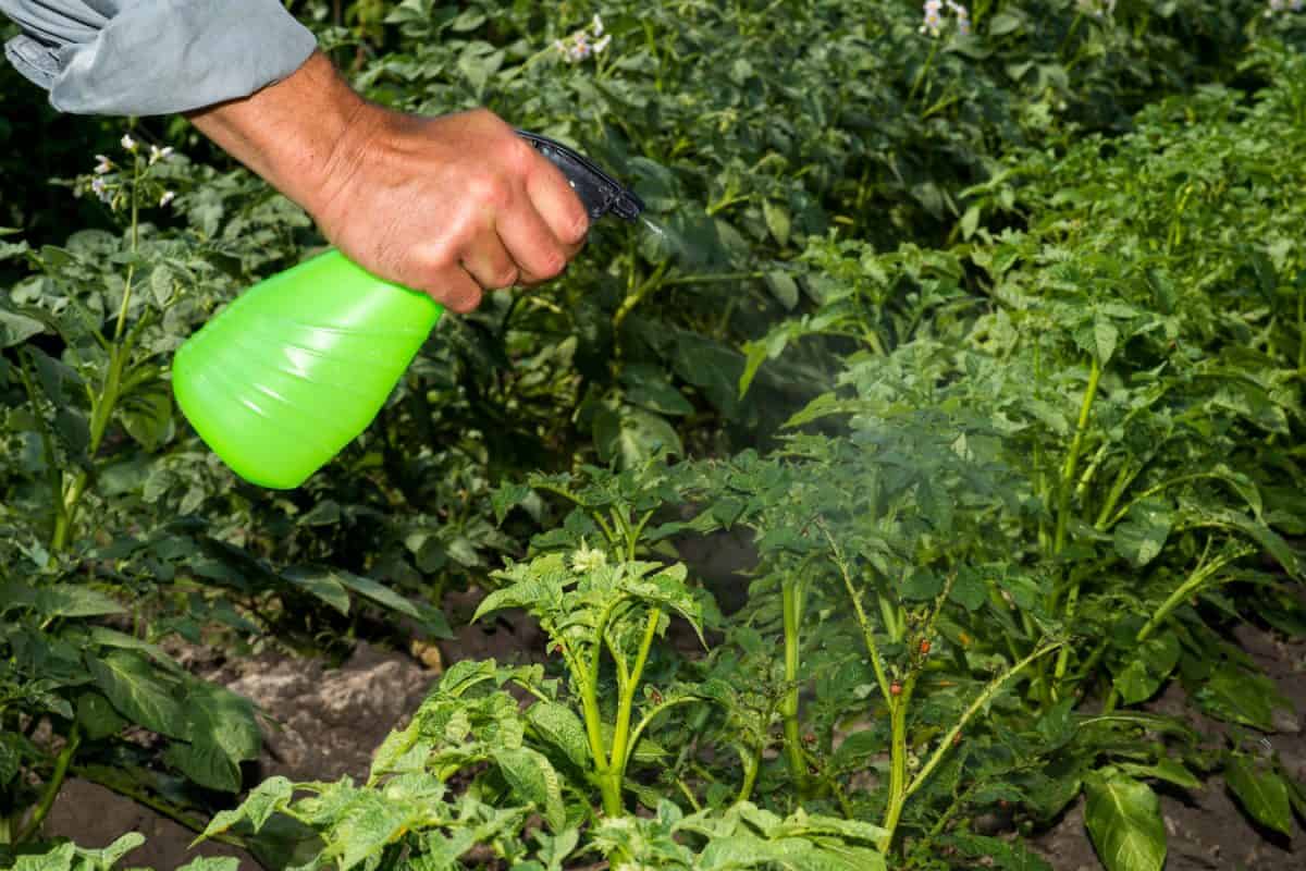 A man's hand holds a spray gun, spraying green potato bushes from the larvae of a Colorado beetle. The concept of combating agricultural pests.