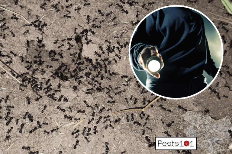 A nest of Black Garden Ants taken under nighttime light. man using torch. Do Black Ants Come Out at Night
