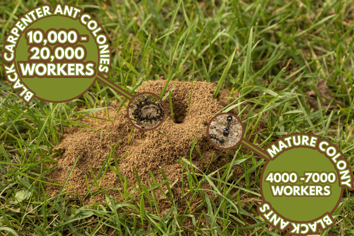 A nest of many black ants in the dirt - How Many Black Ants In A Colony