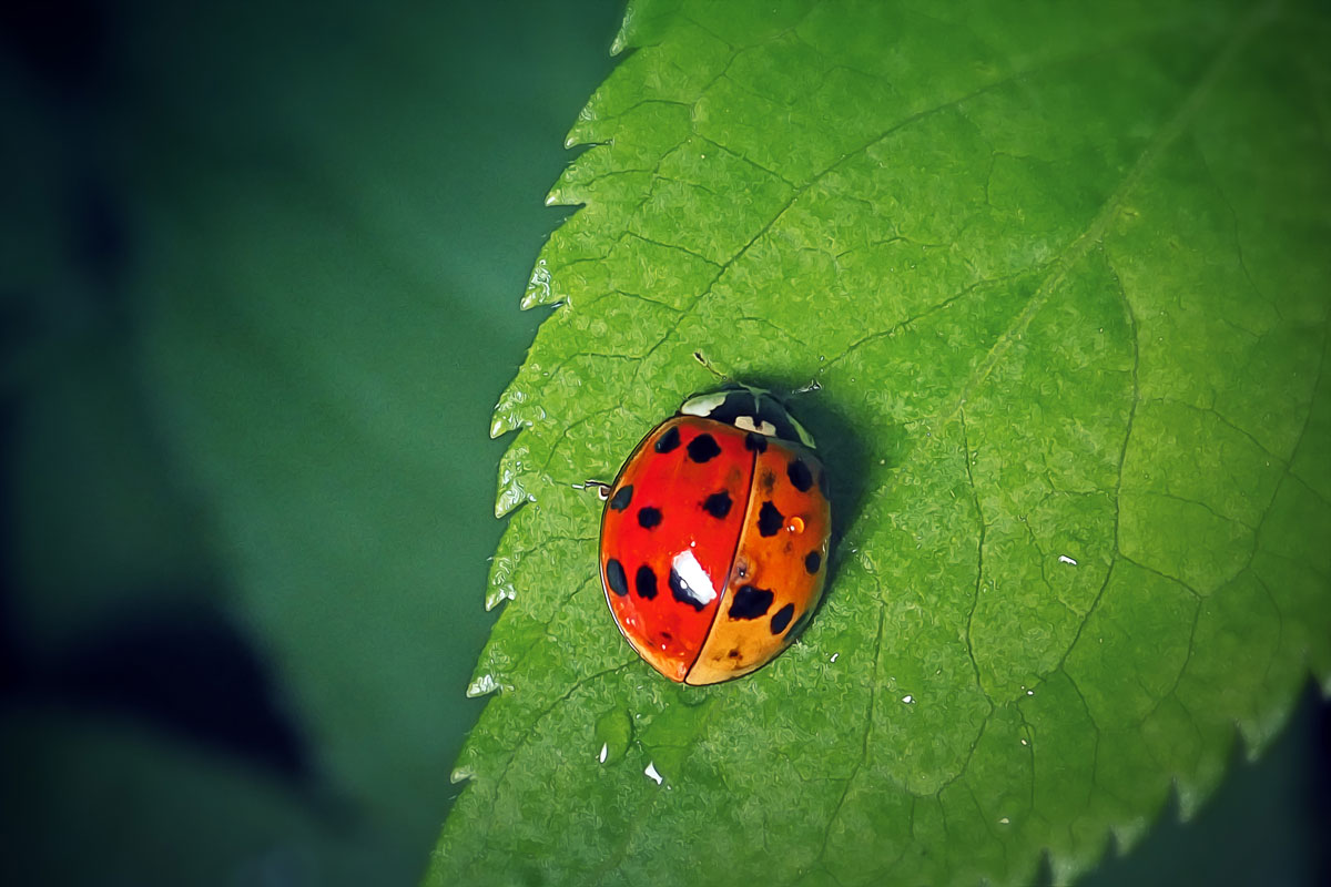 A shiny back of a ladybug on a leaf
