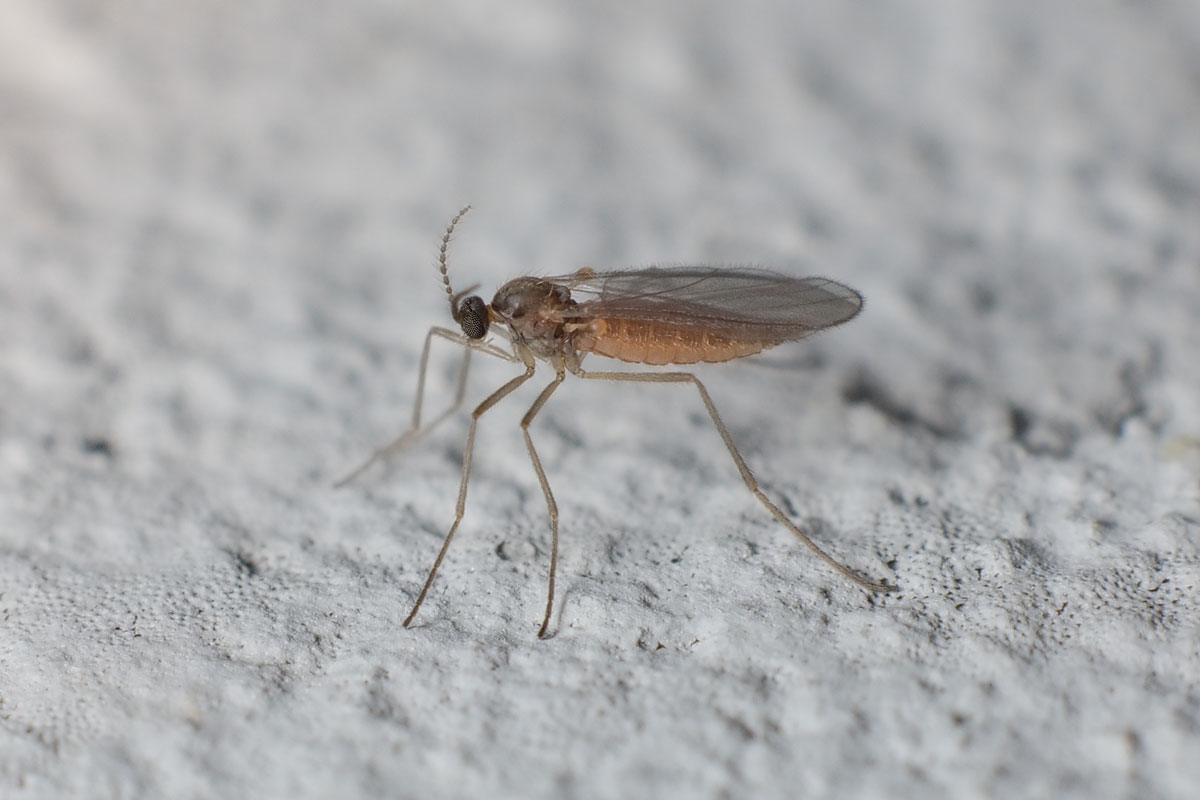 A small fungus gnat lying on a rock