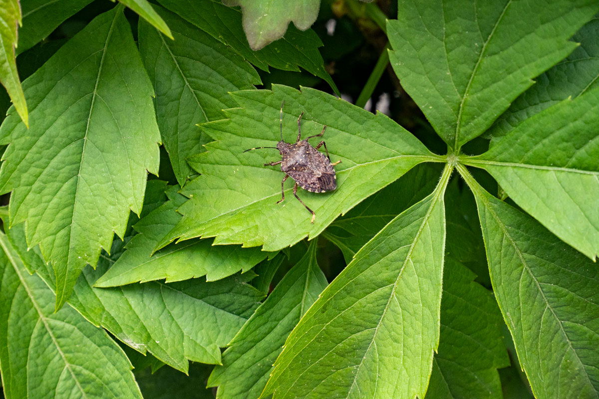 A small stink bug lying on a leaf
