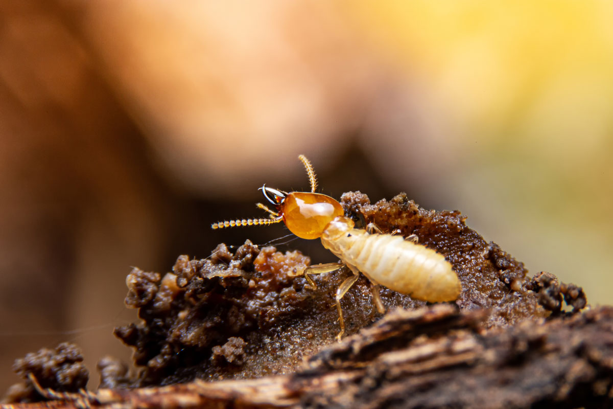 A small termite photographed up close