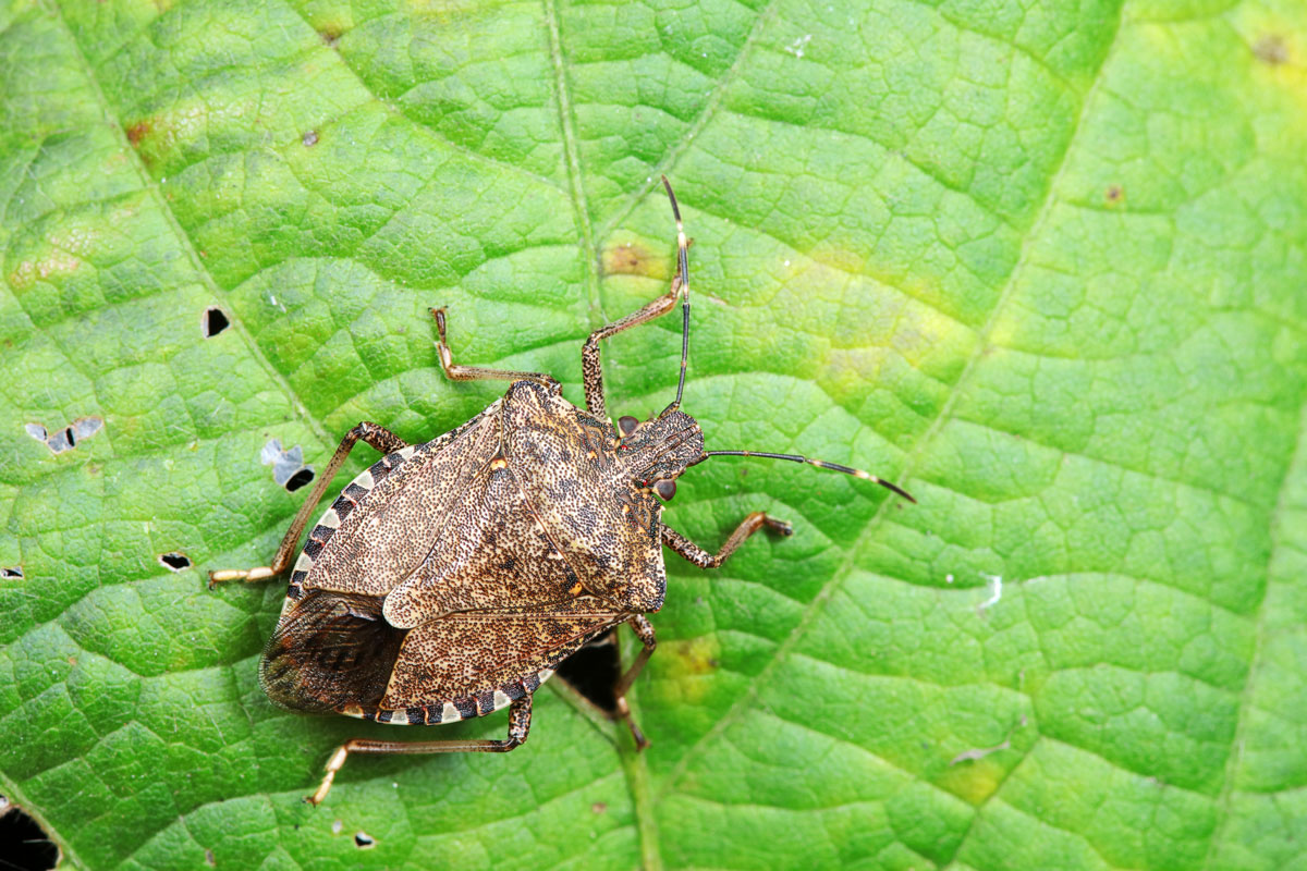A stink bug photographed up close showing patterns