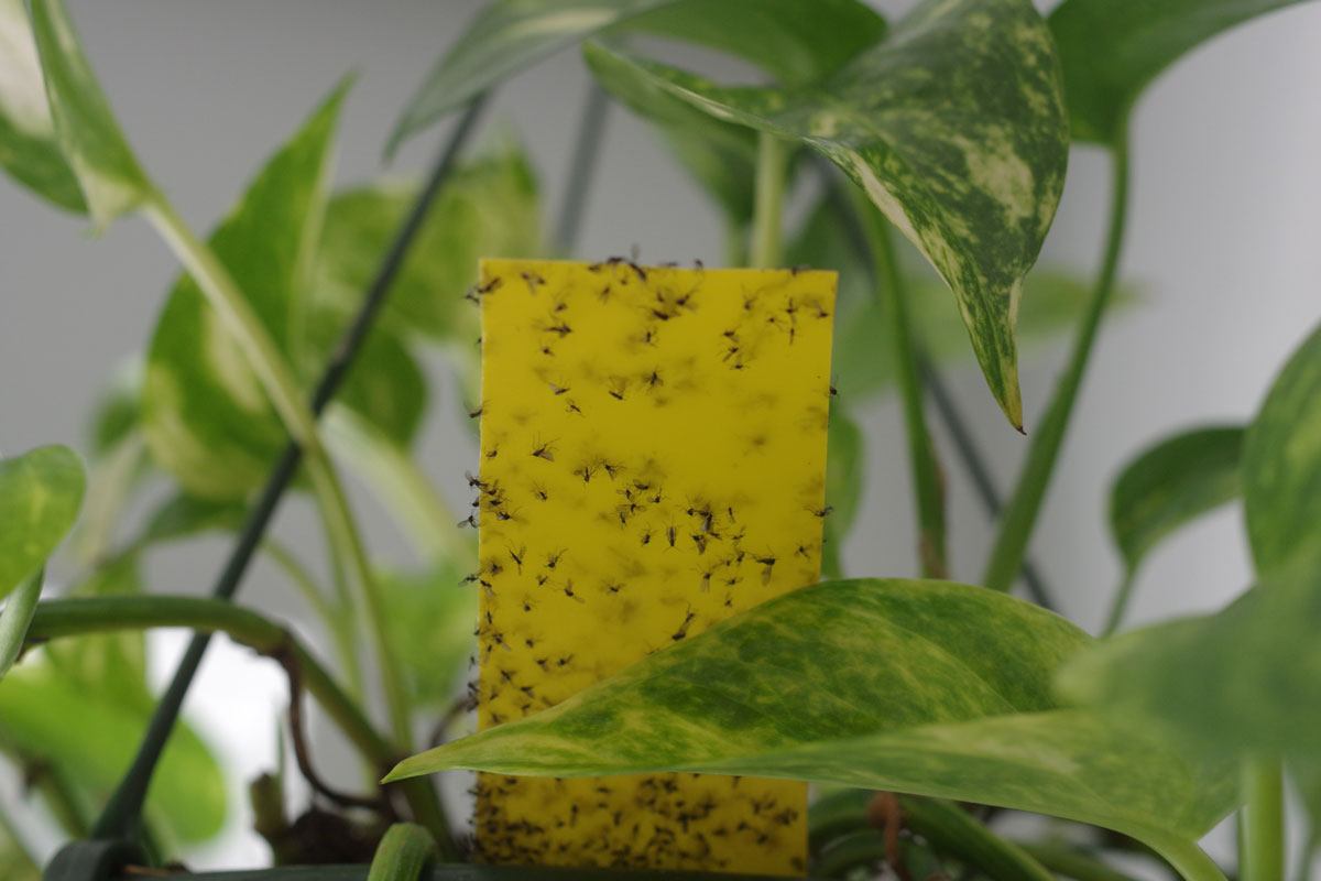 A yellow sticky paper trap filled with fungus gnats