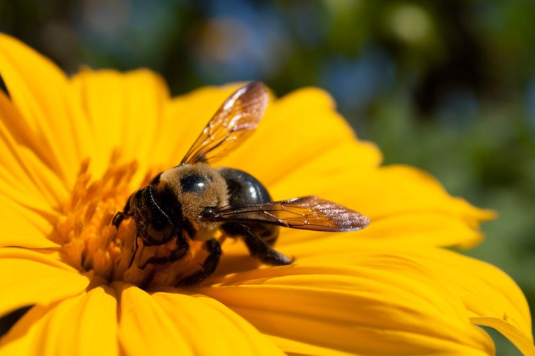 An Eastern Carpenter Bee (Xylocopa virginica) pollinating a Tree Marigold (Tithonia diversifolia) flower. Pollen grains are clearly visible all over the insect. - How To Clean Carpenter Bee Droppings Stains