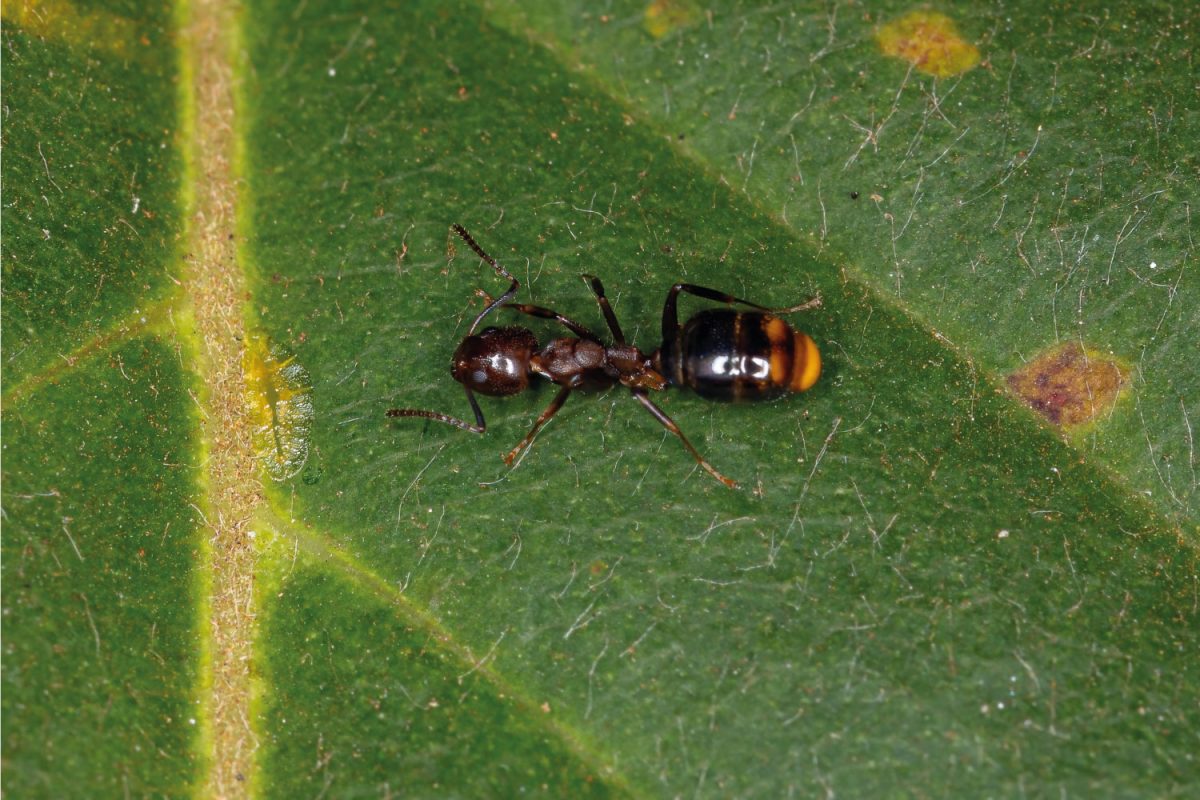 Adult Female Odorous Ant of the Subfamily Dolichoderinae