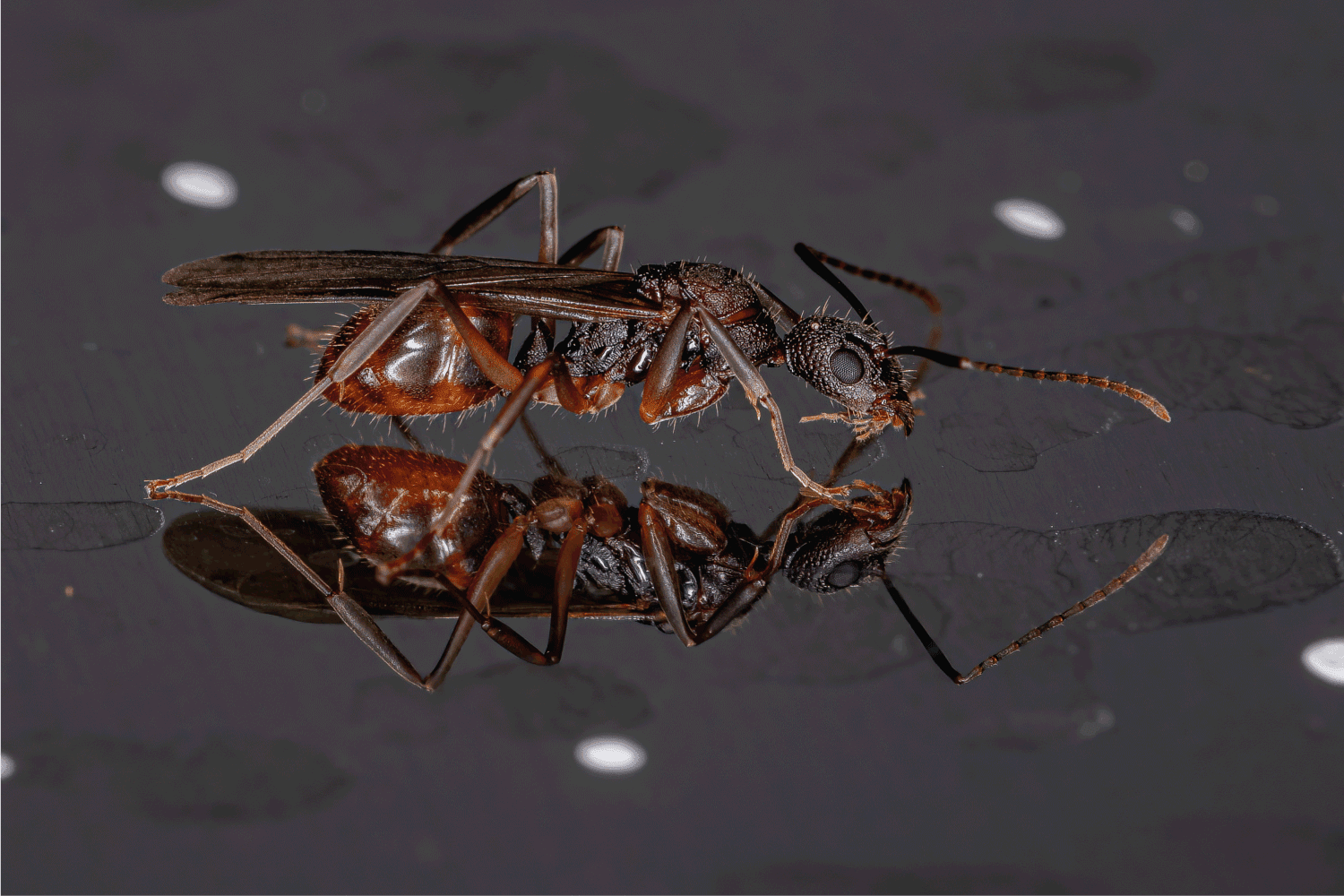 Adult Female Winged Odorous Ant Queen of the Genus Dolichoderus