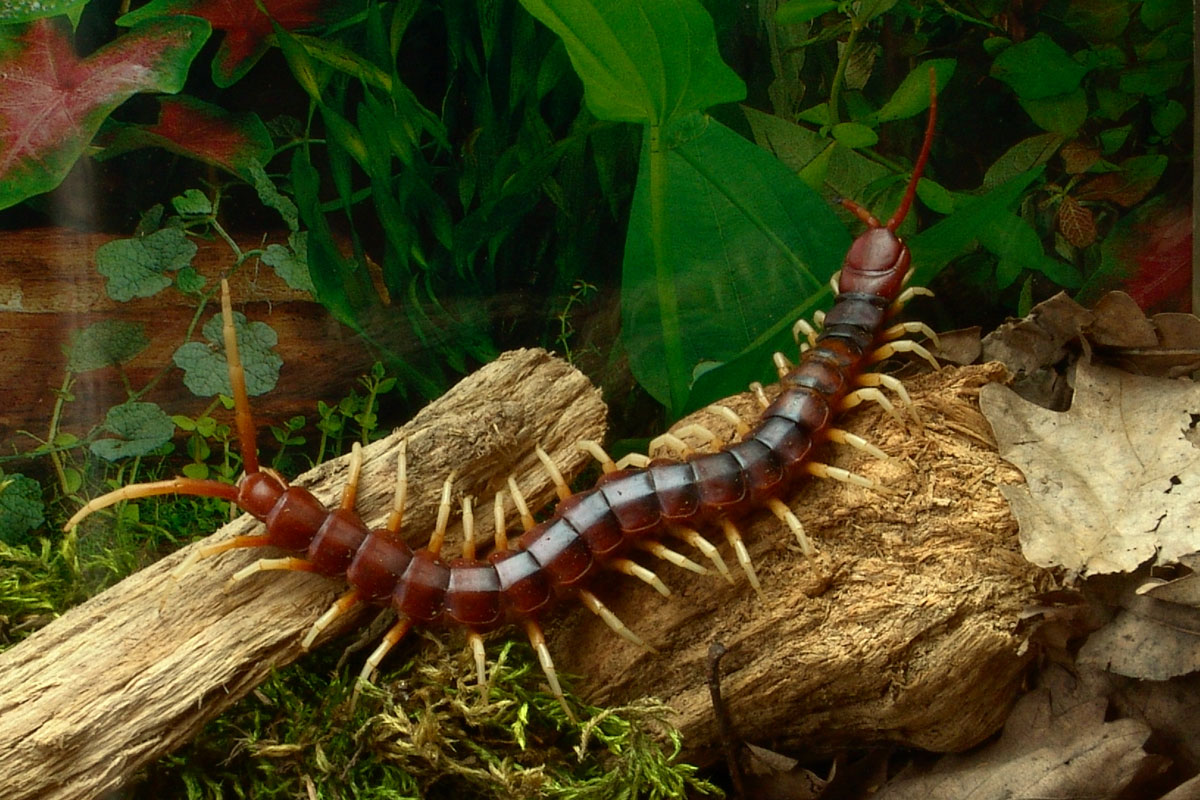 Amazonian giant centipede Scolopendra gigantea in terrarium