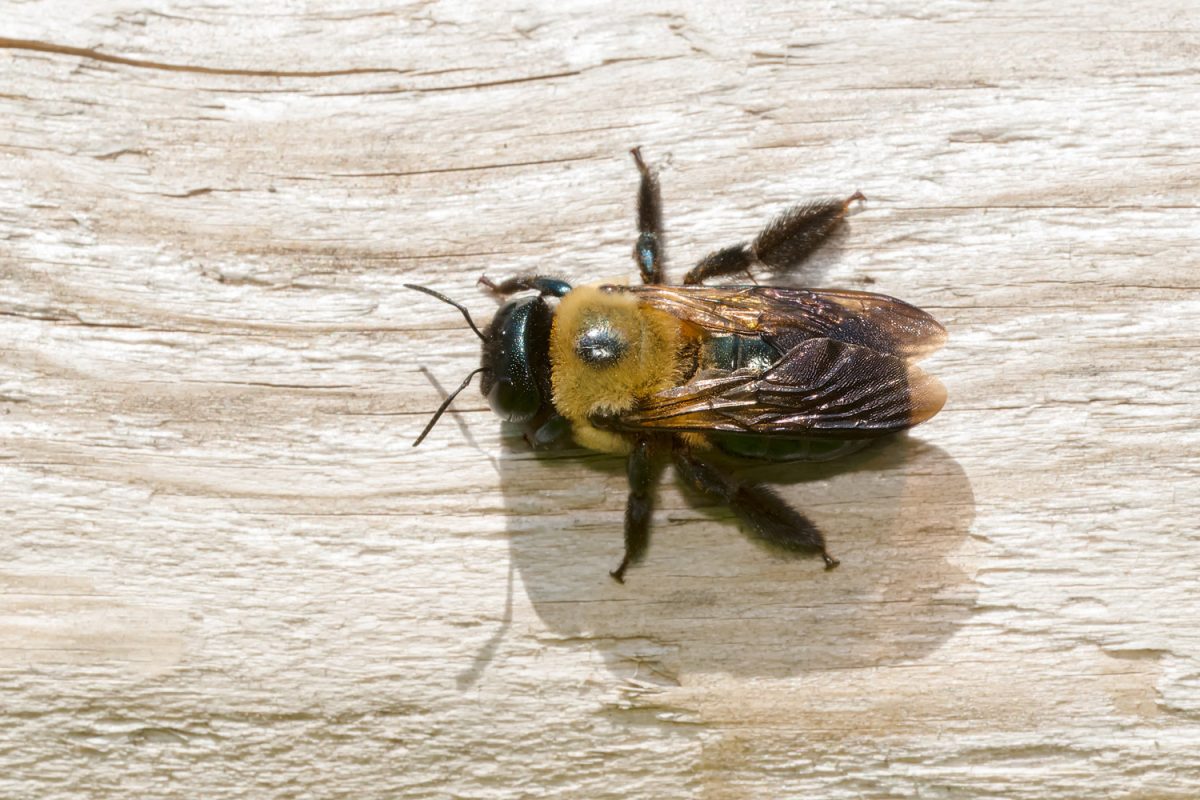 An Eastern Carpenter Bee is resting on a sun-bleached wooden fence rail.