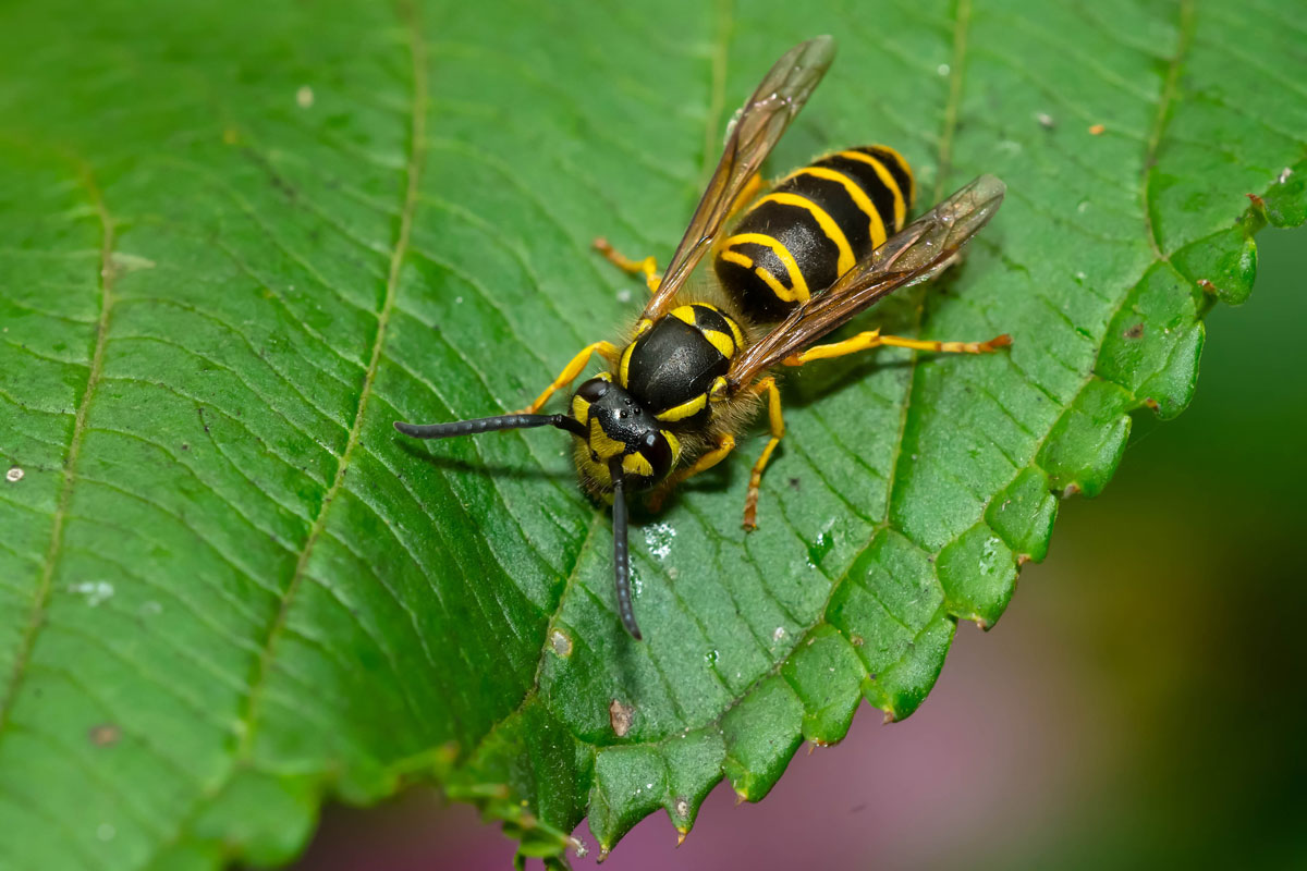 An Eastern Yellowjacket is resting on a green leaf in Taylor Creek Park, Toronto, Ontario, Canada