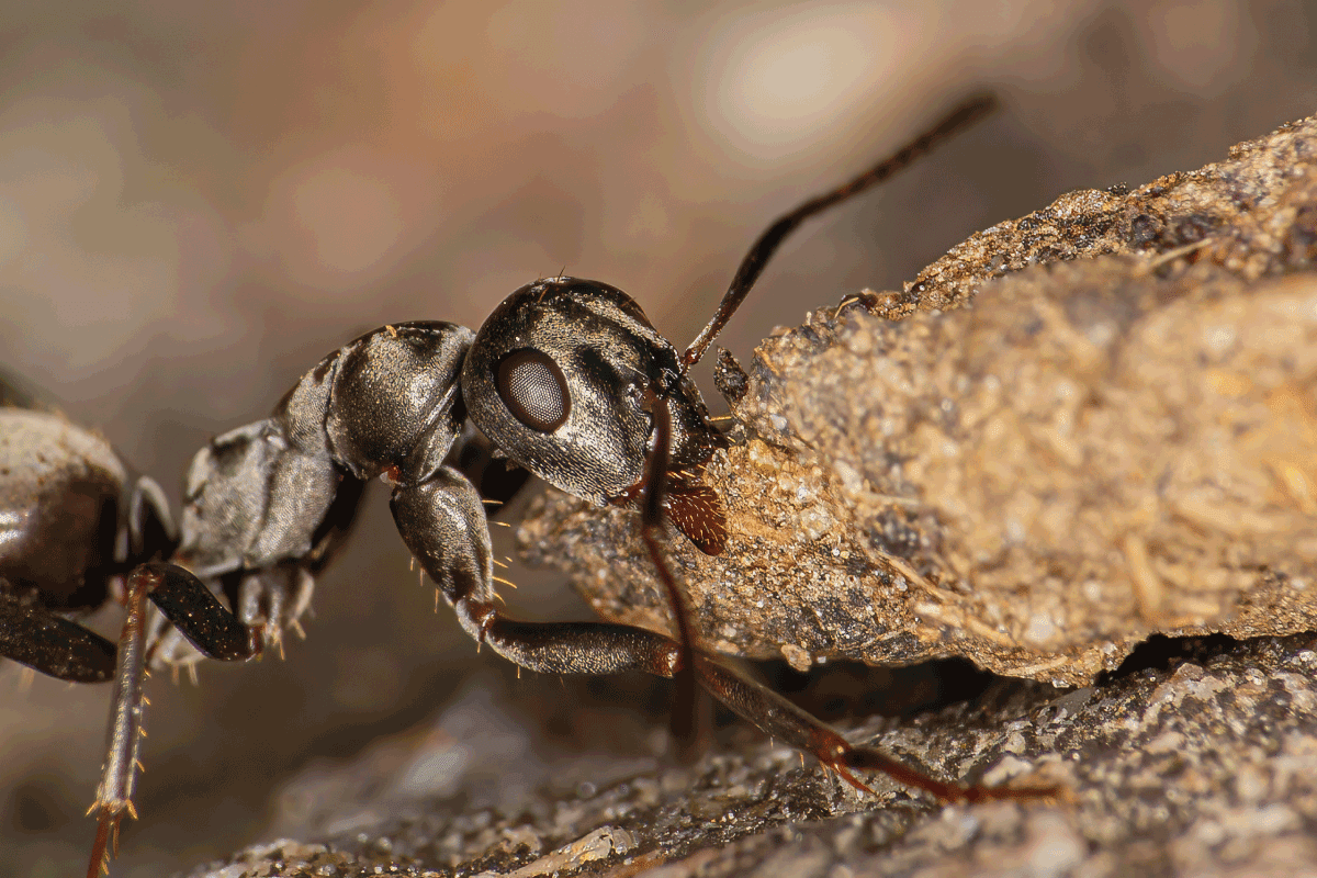 Ant carrying materials to its nest in early spring. Do Black Ants Eat Wood 