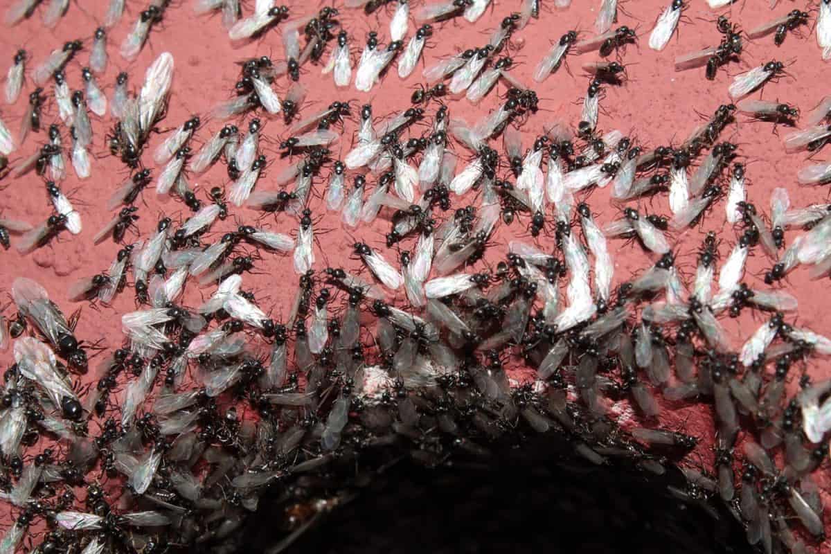 Ant nest during swarming
