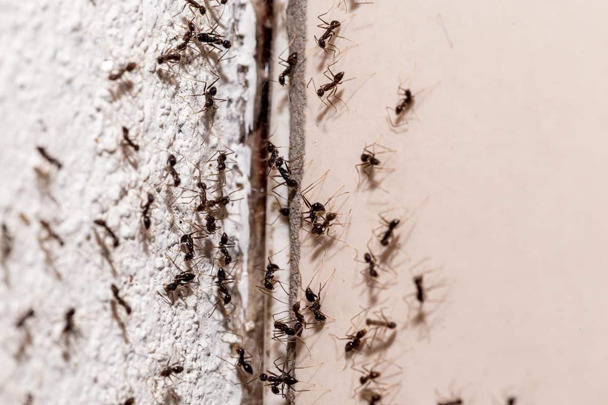 Ants coming out through crack in the wall