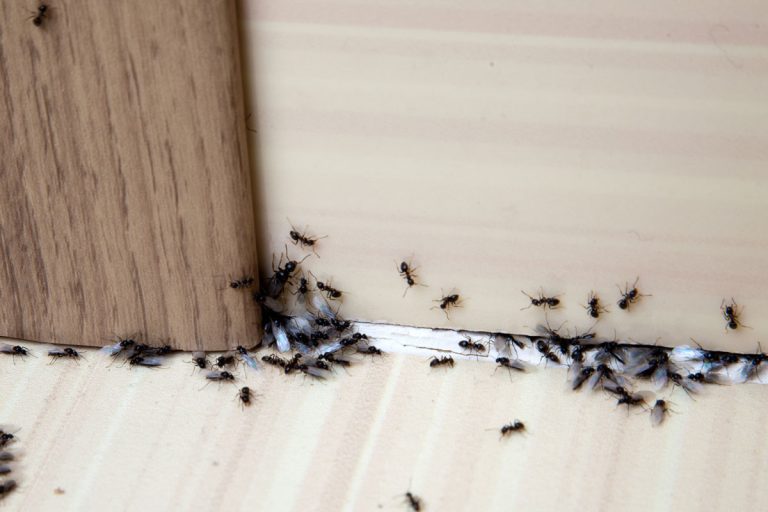 Ants in the house on the baseboards and wall angle, Can Black Ants Damage Your House?