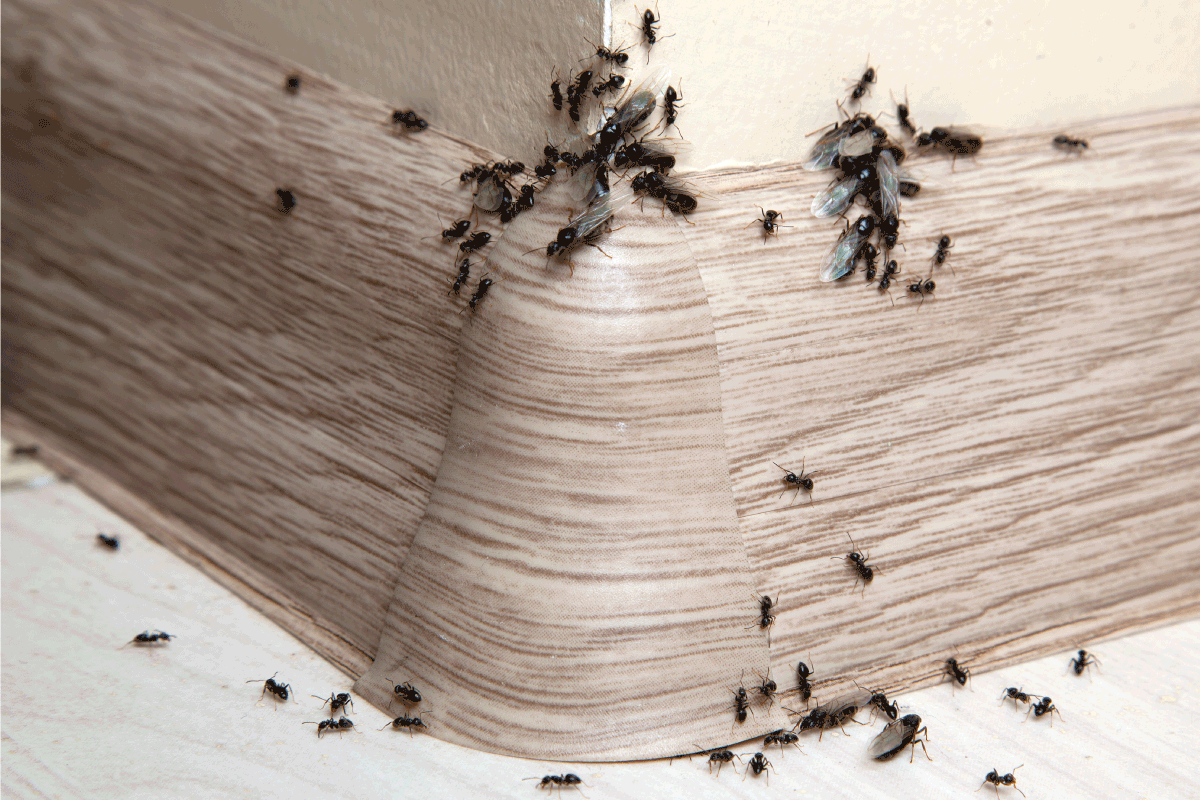 Ants in the house on the baseboards and wall angle. How Do Black Ants Get In The House