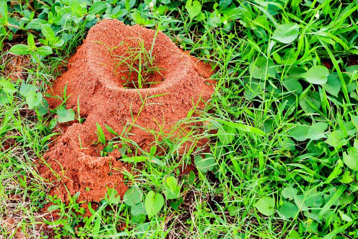 Ants nest surrounded with different green grass and plants