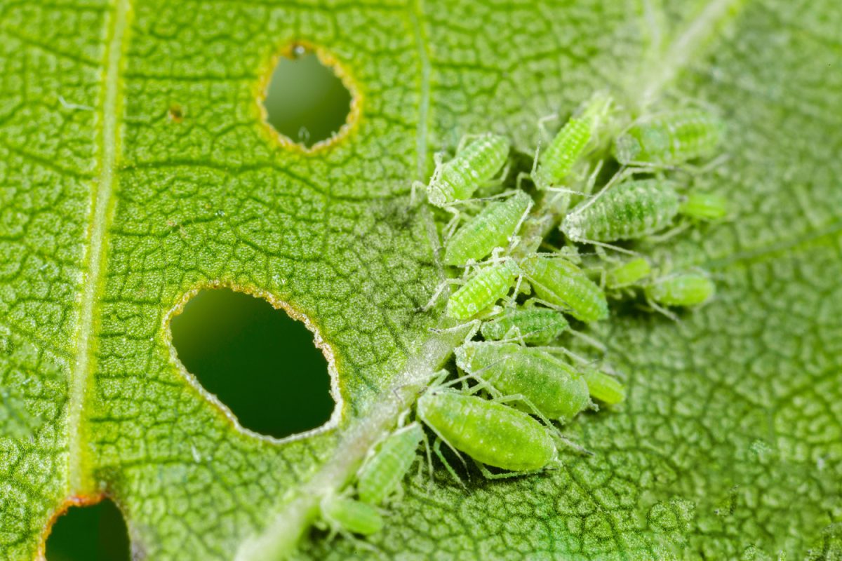 Aphid close up on a green leaf. Crop harvests, insecticidal treatment. Damaged plant leaves, devouring