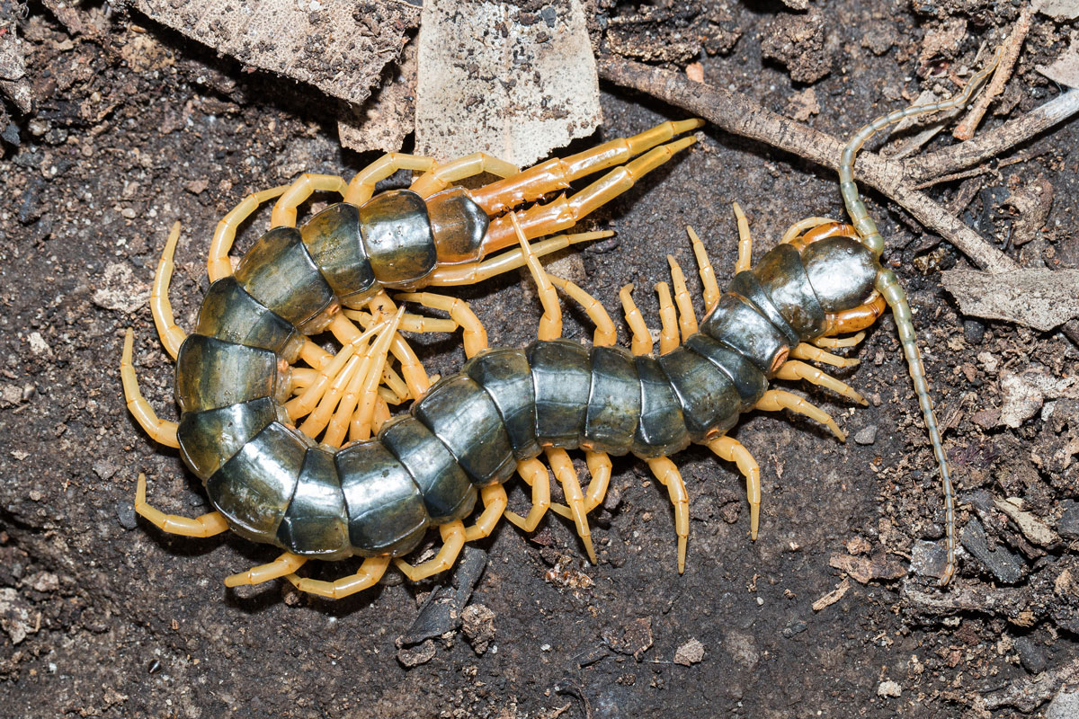 Australian Centipede species