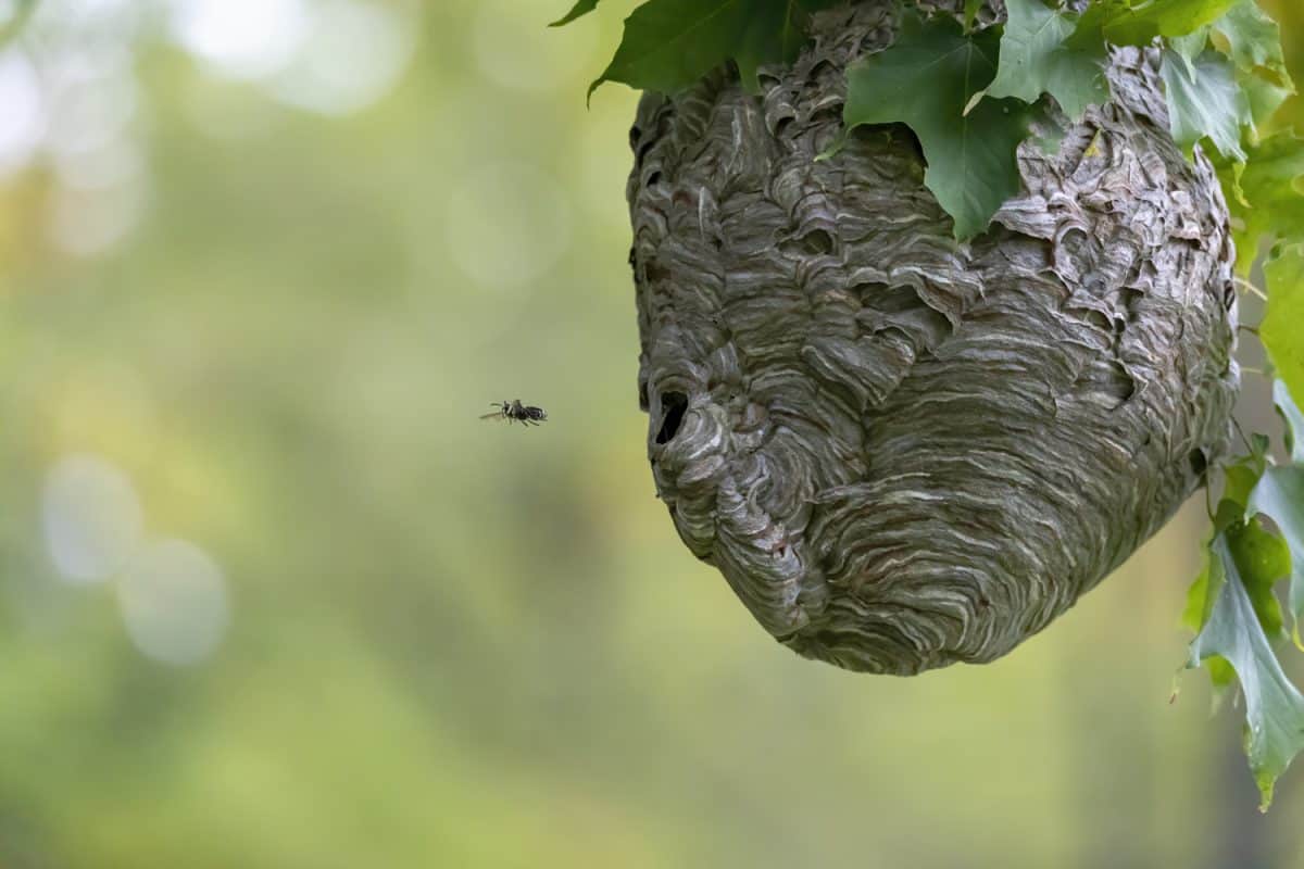 Bald-faced hornet ( Dolichovespula maculata ) Nest on a tree in the park. Species of wasp also knows as bald-faced aerial yellowjacket, bald-faced wasp, bald hornet, white-faced hornet