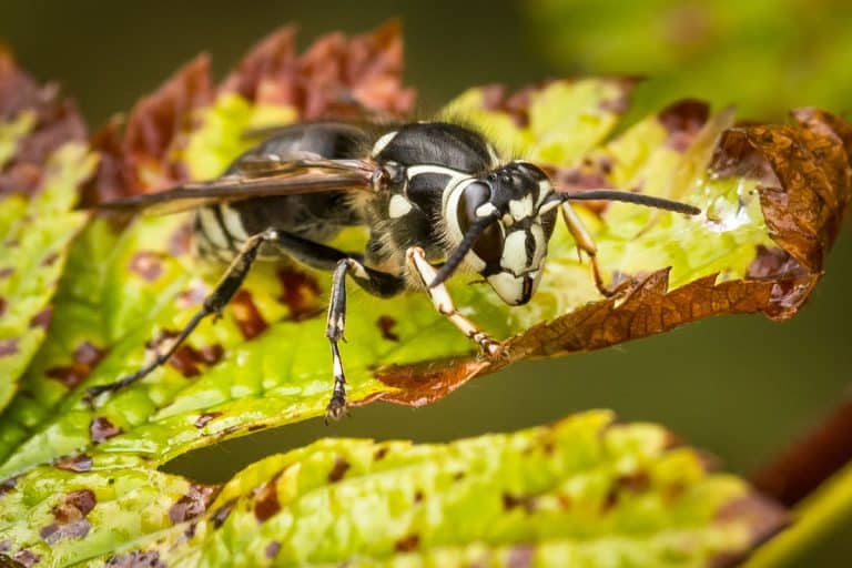 Bald Faced Hornet sitting on a Fall colored leaf, Do Bald-Faced Hornets Hibernate Or Die In The Winter?