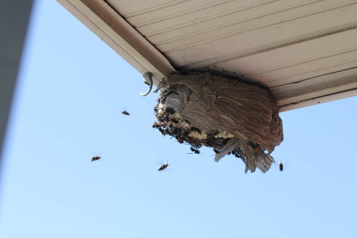Bald Faced Hornets flying to a a broken nest on the eave of a residential home